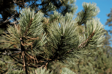 Pinus cooperi