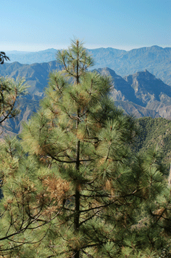 Pinus durangensis