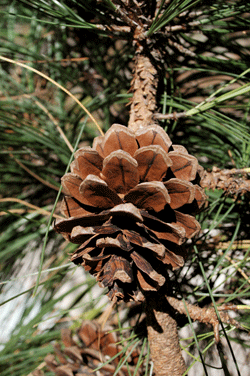 Pinus durangensis