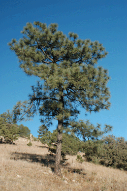 Pinus engelmannii