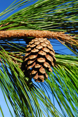 Pinus herrerae