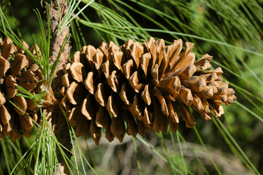 Pinus montezumae