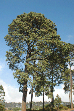 Pinus montezumae
