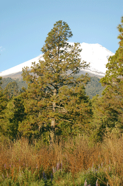 Pinus montezumae