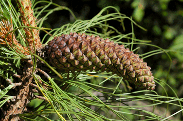 Pinus montezumae