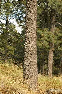 Pinus montezumae