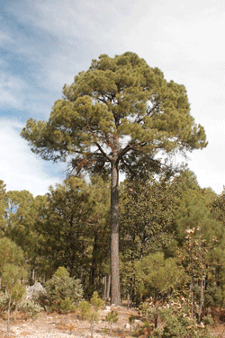 Pinus teocote