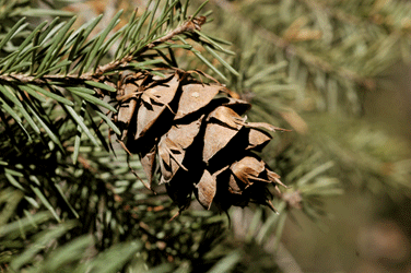 Pseudotsuga lindleyiana