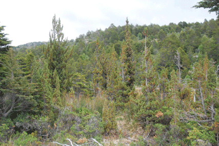 Pilgerodendron uviferum