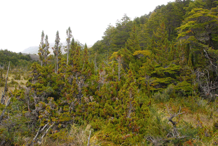 Pilgerodendron uviferum