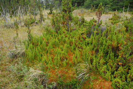 Pilgerodendron uviferum