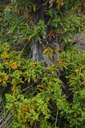 Pilgerodendron uviferum