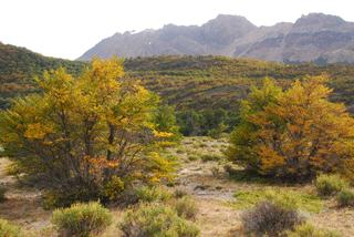 Nothofagus antarctica