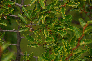 Nothofagus antarctica
