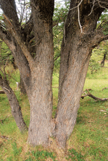 Nothofagus antarctica
