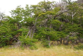 Nothofagus antarctica