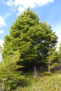 Nothofagus betuloides