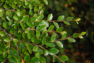Nothofagus betuloides