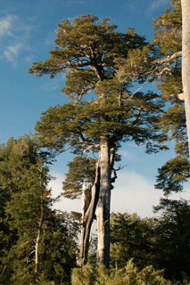 Nothofagus dombeyi