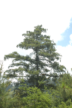 Pinus ayacahuite
