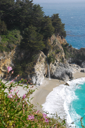 Cupressus macrocarpa