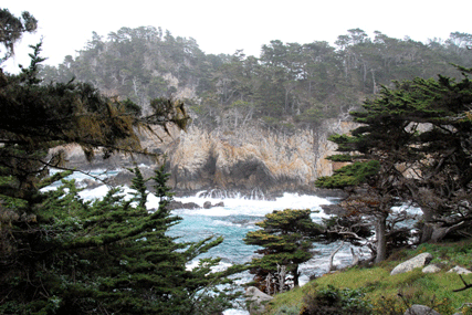 Cupressus macrocarpa
