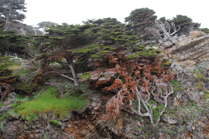 Cupressus macrocarpa