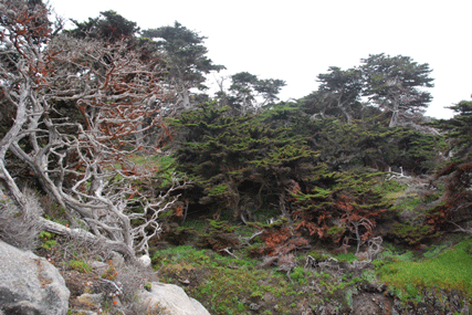 Cupressus macrocarpa