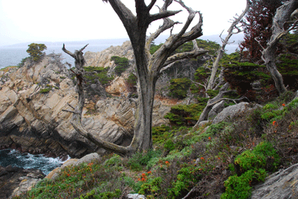 Cupressus macrocarpa
