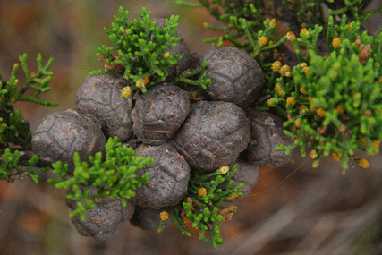 Cupressus macrocarpa