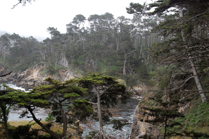 Cupressus macrocarpa