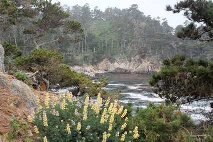 Cupressus macrocarpa