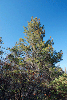 Cupressus sargentii
