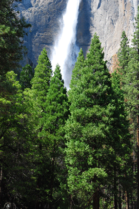 Calocedrus decurrens