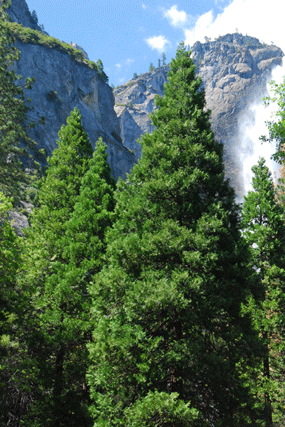 Calocedrus decurrens