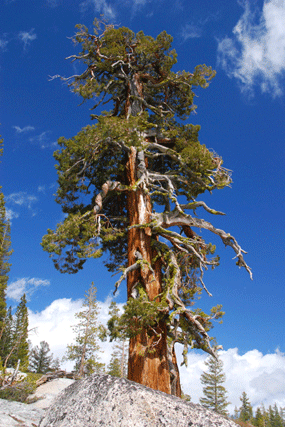 Juniperus occidentalis australis