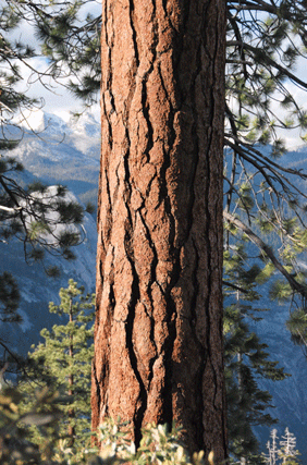 Pinus jeffreyi