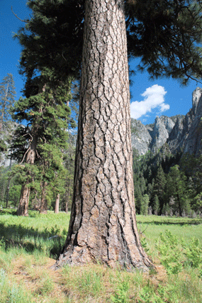 Pinus ponderosa