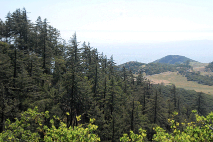 Pseudotsuga macrocarpa