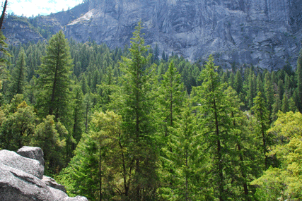 Pseudotsuga menziesii