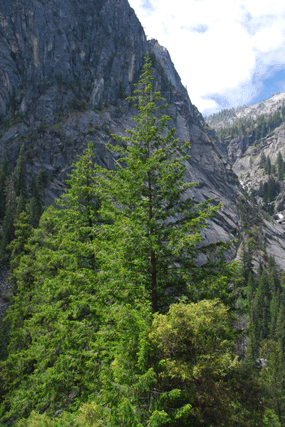 Pseudotsuga menziesii