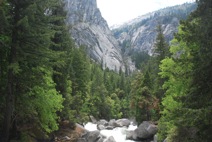 Pseudotsuga menziesii