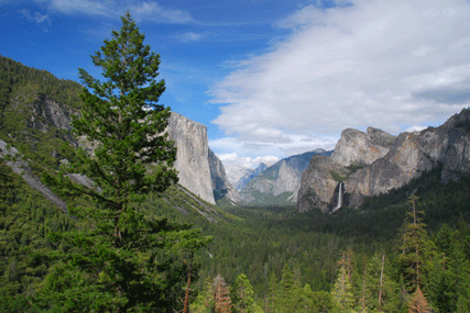 Pseudotsuga menziesii