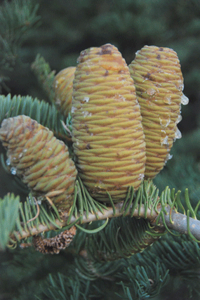 Pinus bafouriana austrina