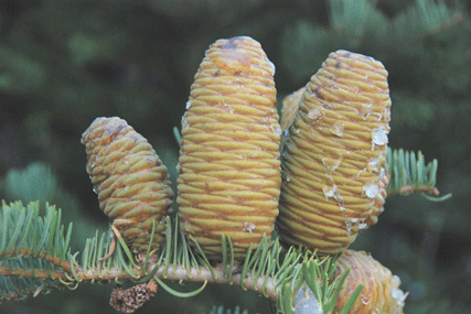 Pinus bafouriana austrina