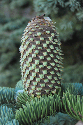 Pinus bafouriana austrina