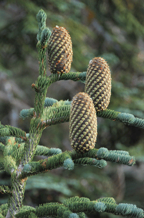 Pinus bafouriana austrina