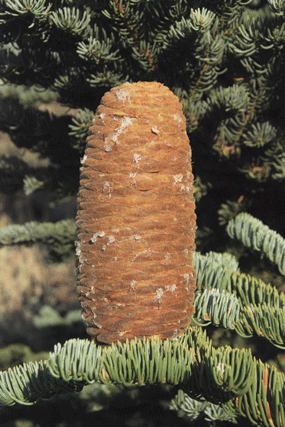 Pinus bafouriana austrina