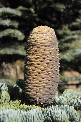 Pinus bafouriana austrina