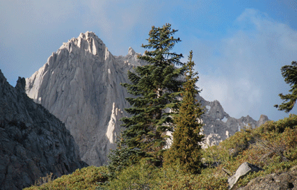 Pinus bafouriana austrina